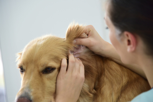 Nettoyer les oreilles de son chien : les bons gestes à adopter