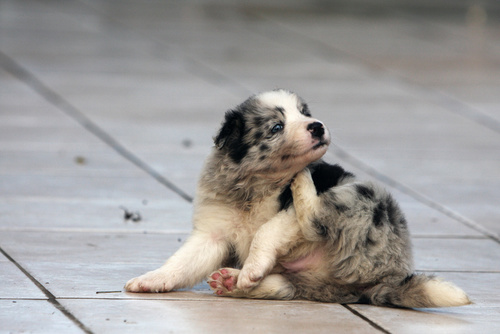 Vermifuger son chien ou son chat