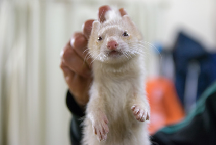 Maitriser La Contention Du Furet Filalapat