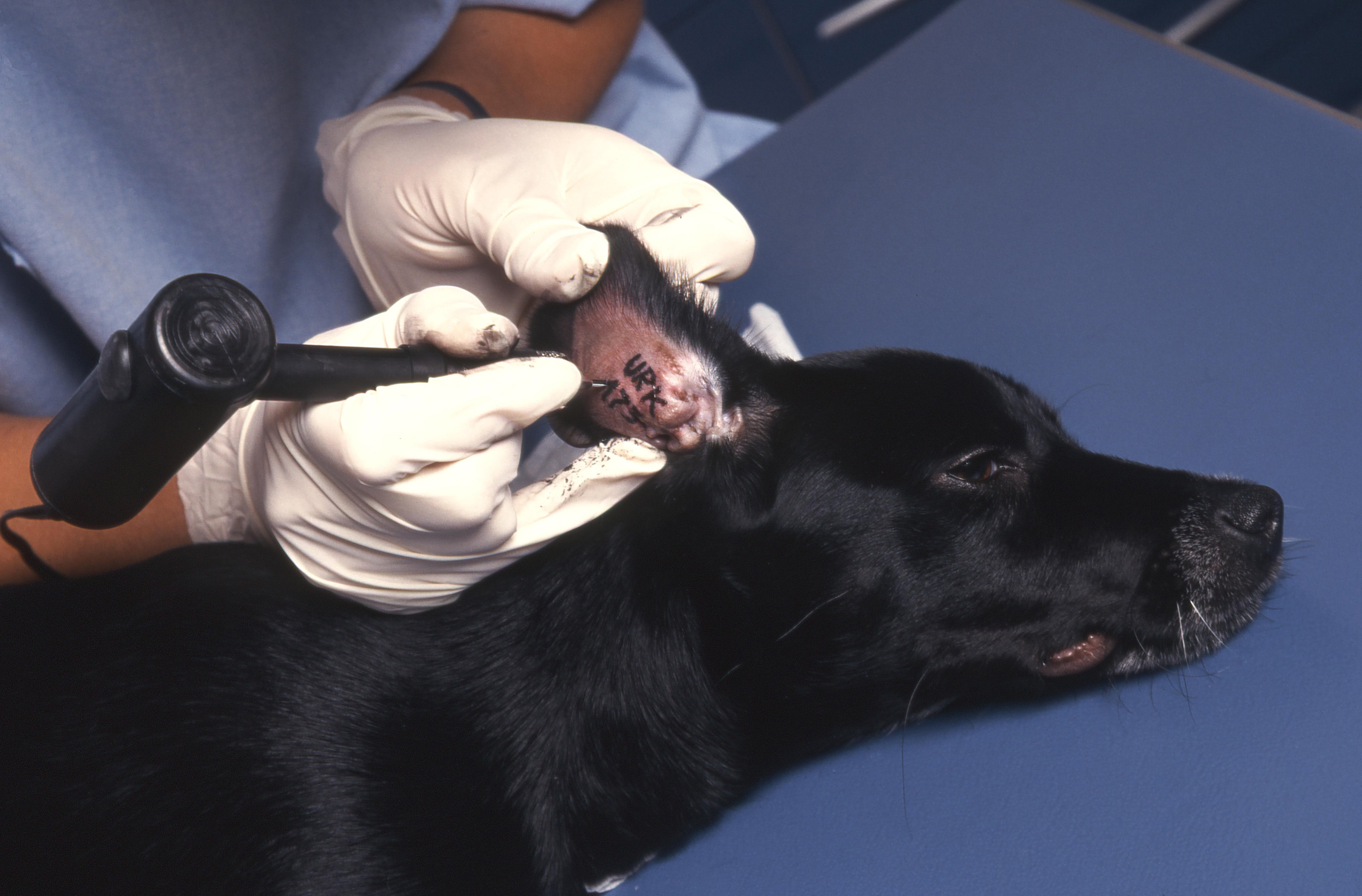 Tatouage Pour Chien Chats Et Furets Une Methode D Identification Tatouage Pour Chien Chats Et Furets Une Methode D Identification