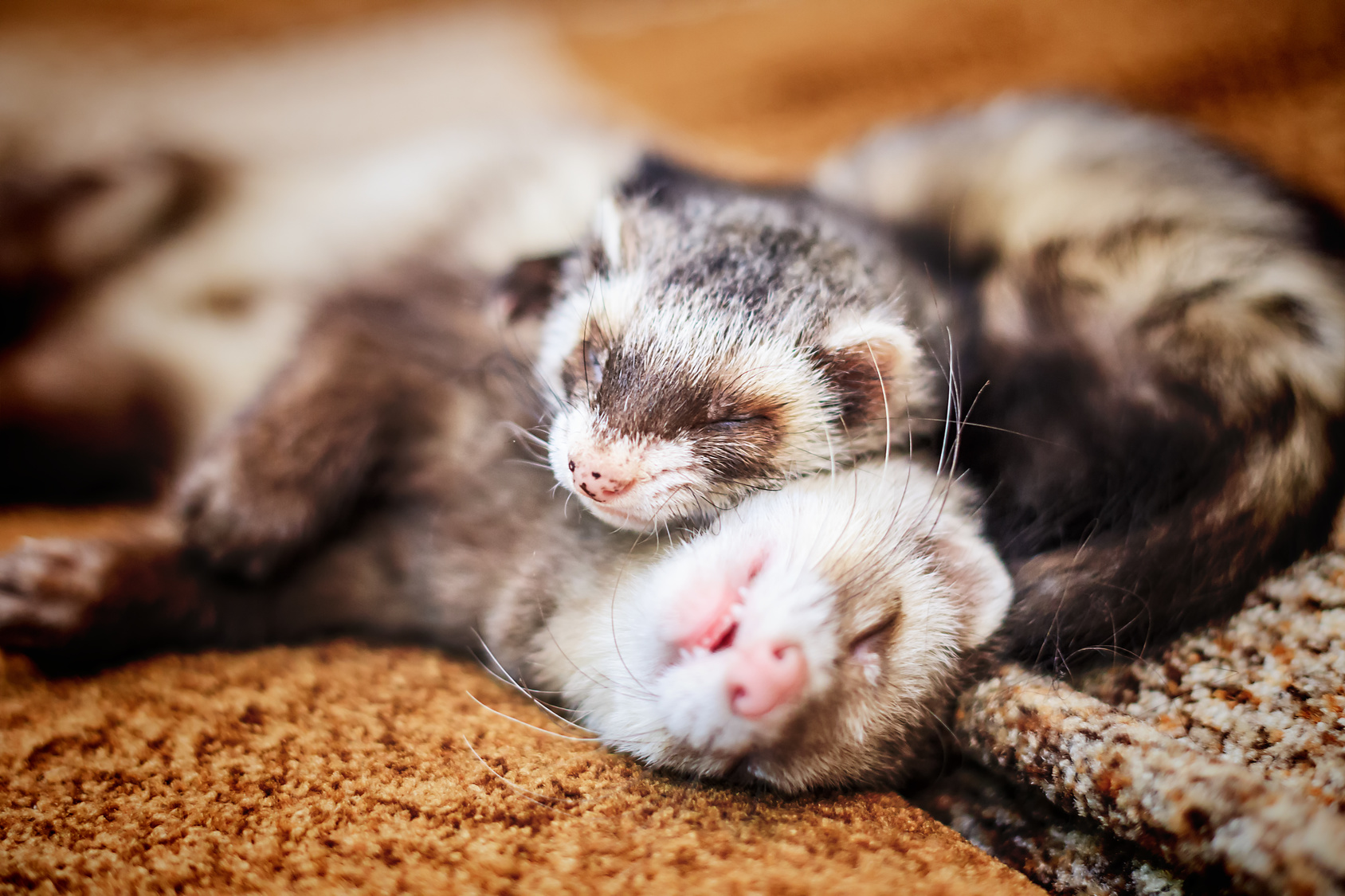 Le furet : un carnivore strict