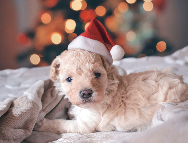 Un Animal Pour Noel Bonne Ou Mauvaise Idee Un Animal Pour Noel Bonne Ou Mauvaise Idee