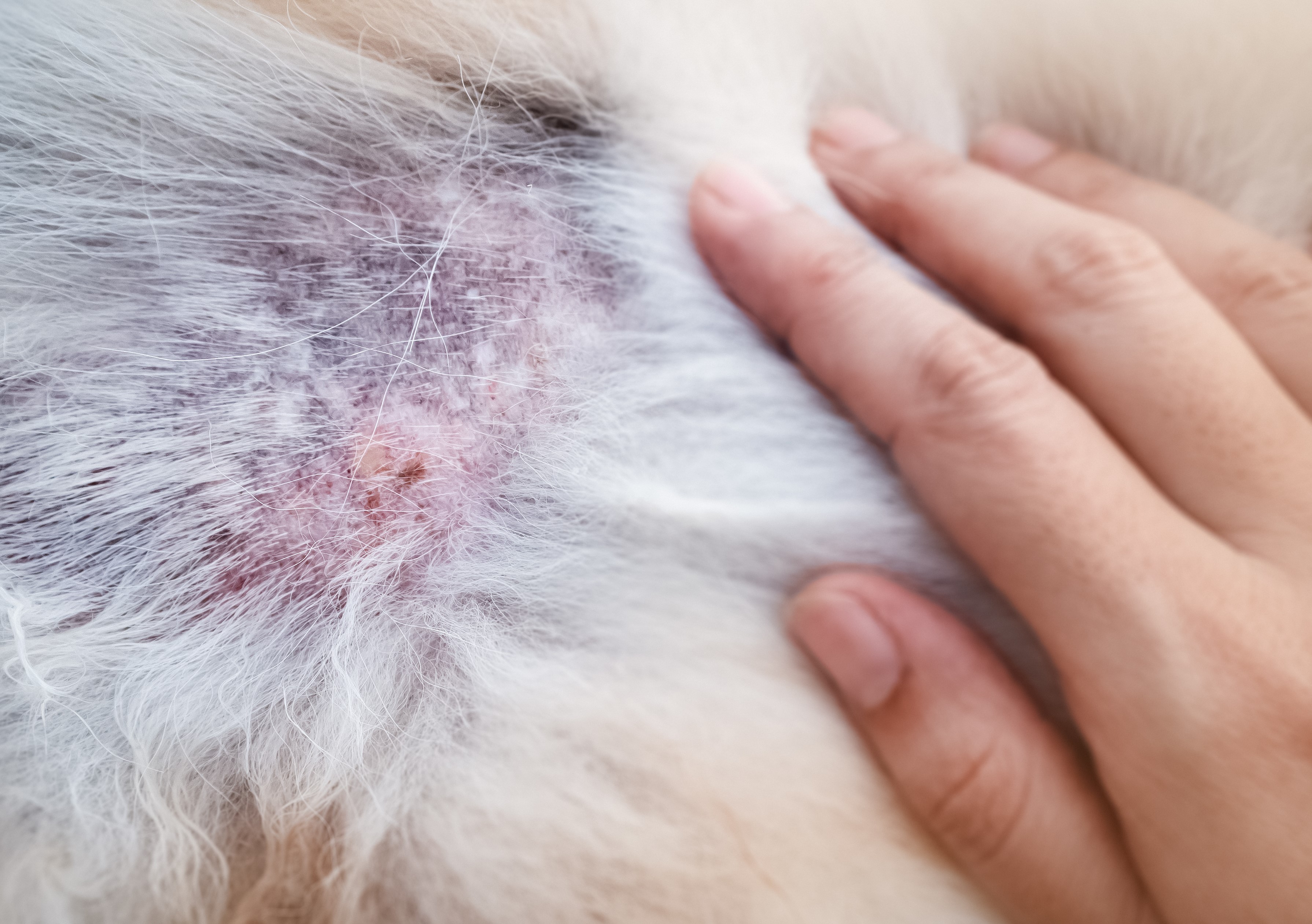 Croûtes sur la peau du chien : maladies et allergies de la peau