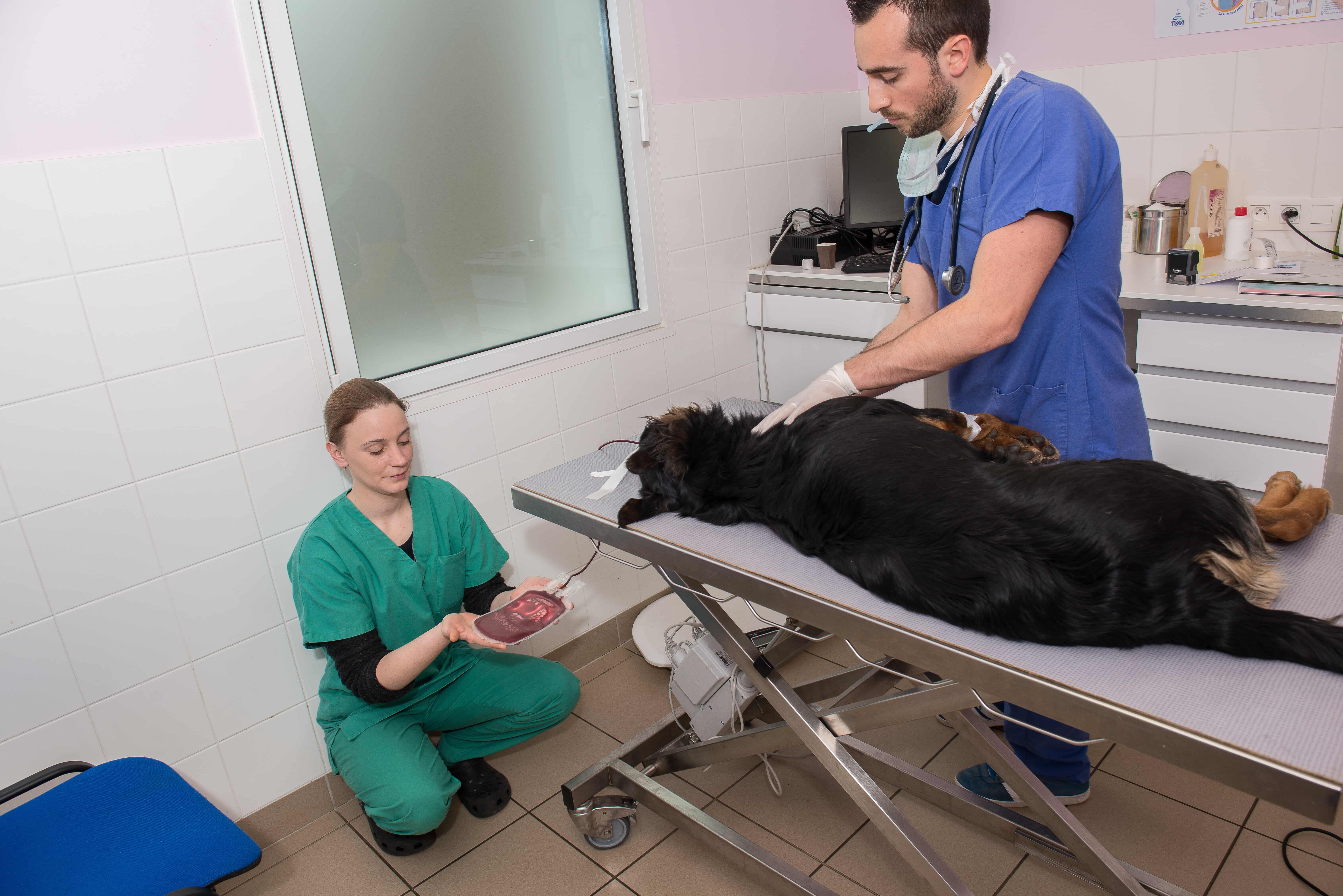Don et transfusion sanguine pour les chiens infos et précautions