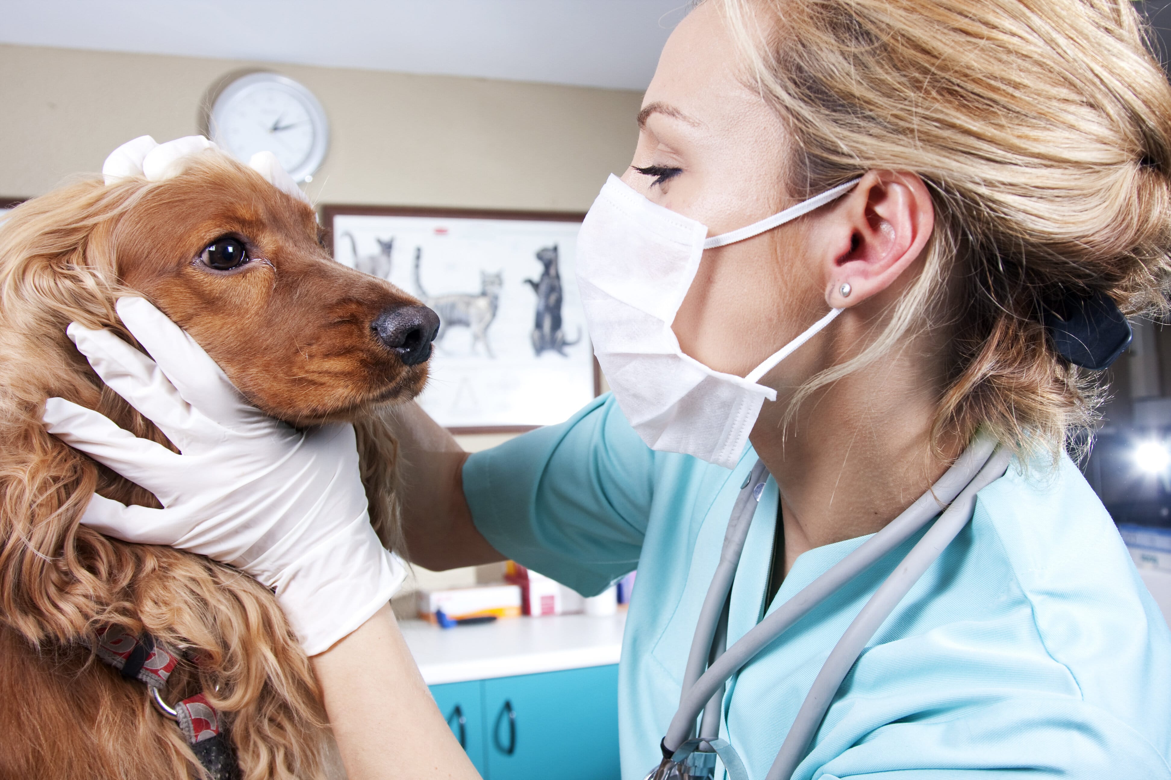 Ветеринарный врач приема. Ветеринар. Животные Ветеринария. Собака Ветеринария. Собака медик.