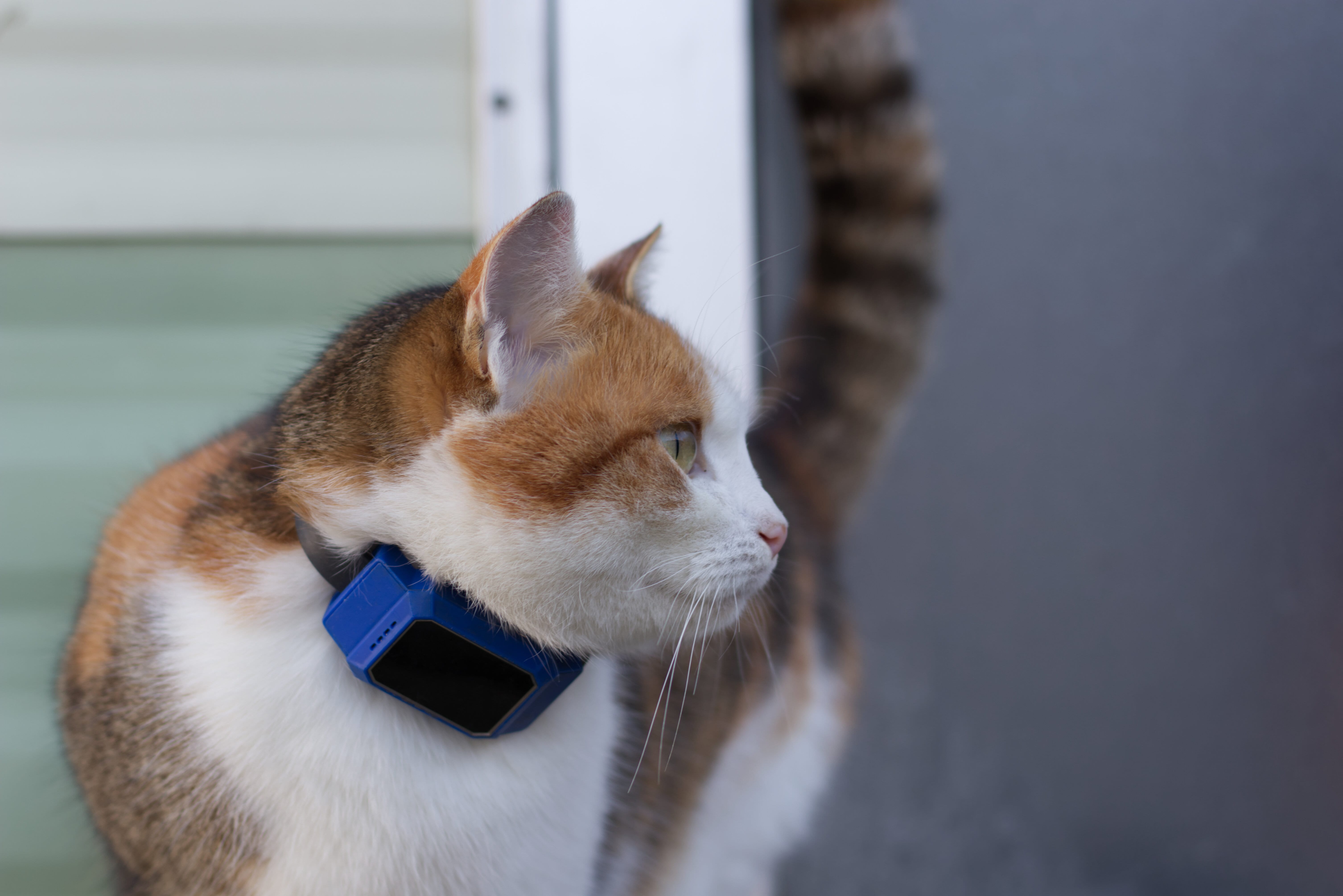 Géolocaliser son chat : utiliser une puce, un collier GPS