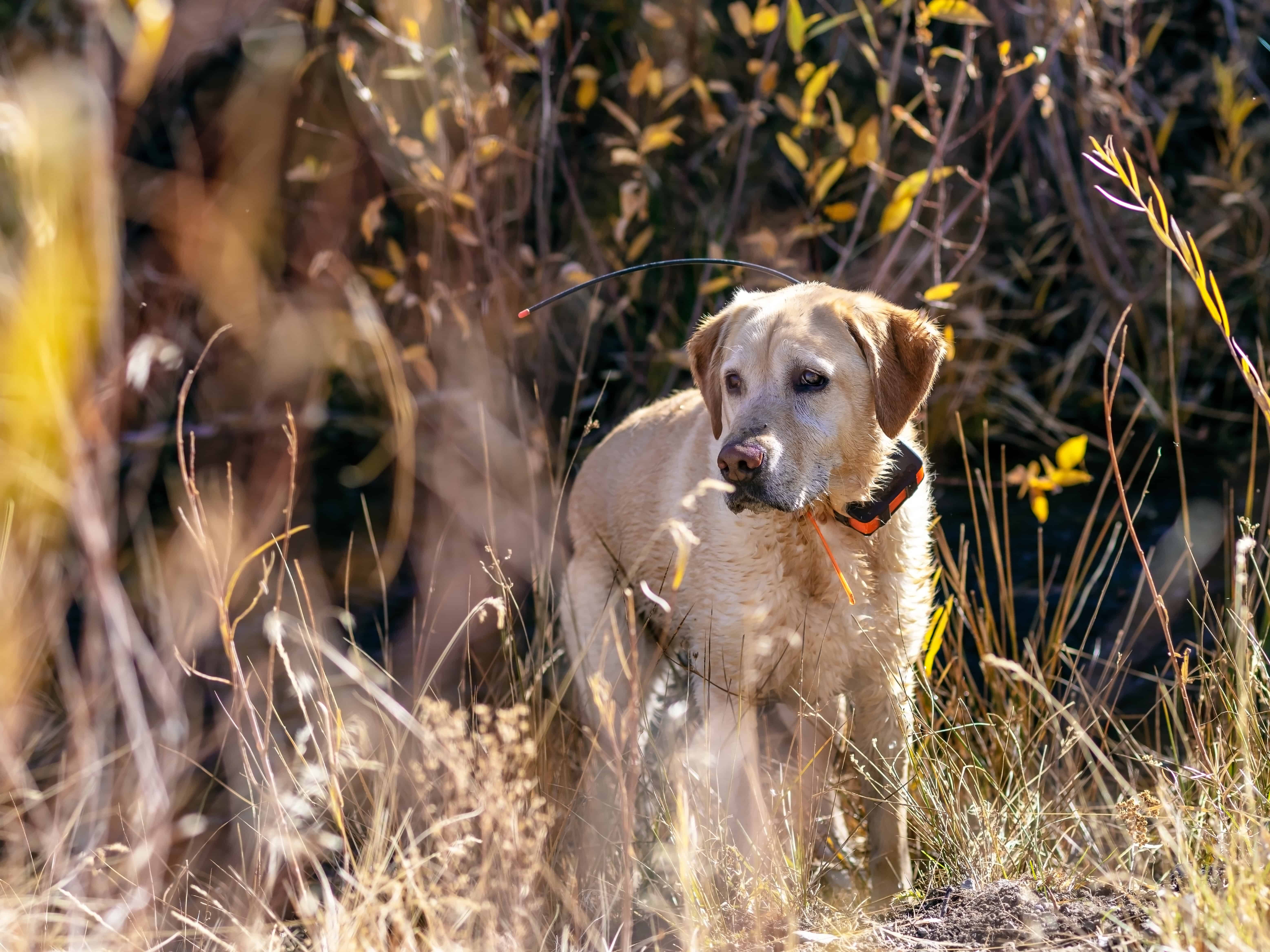 Traceur GPS pour chien