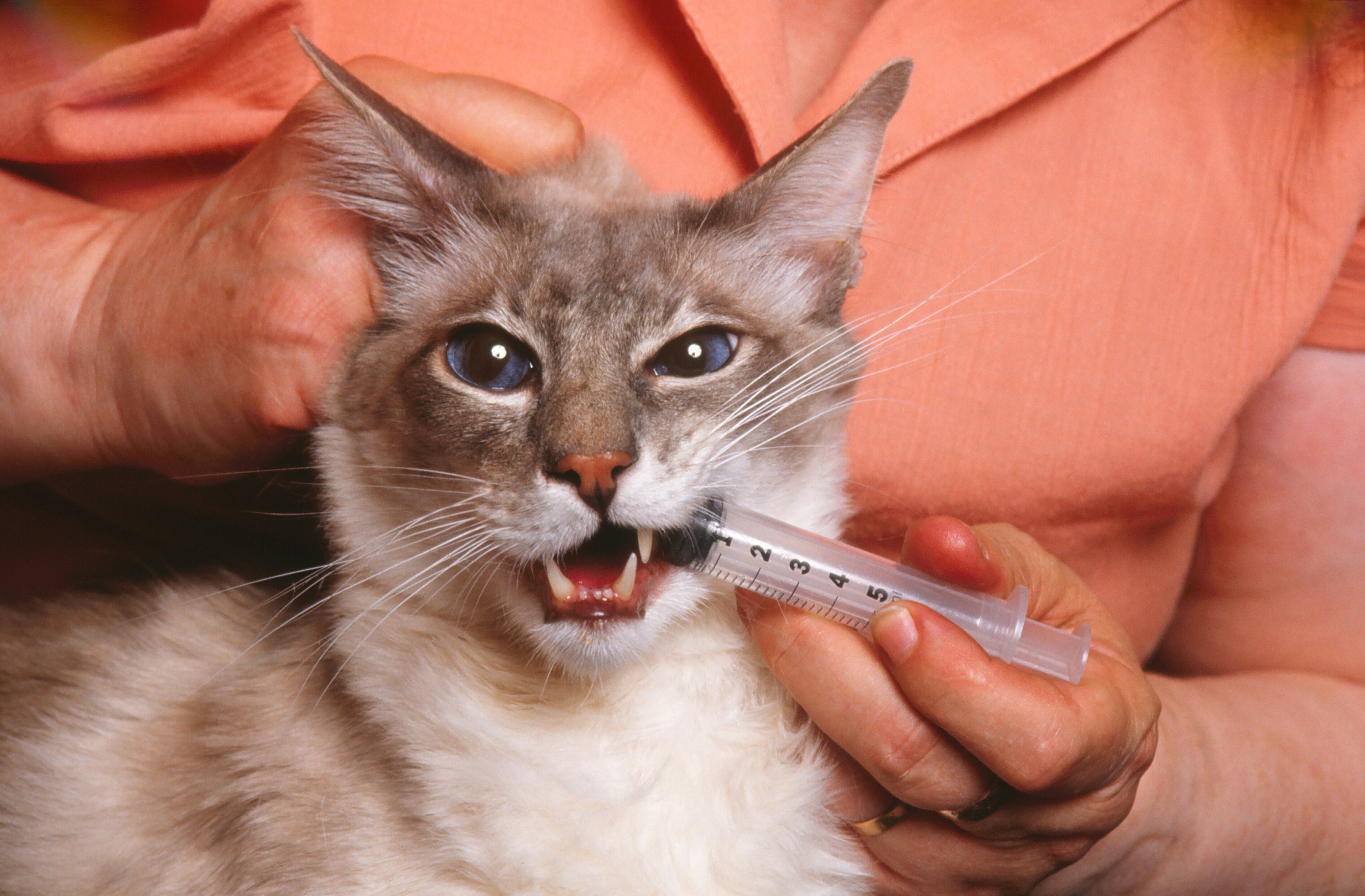 Mon chat a des vers malgré le vermifuge : que faire ?