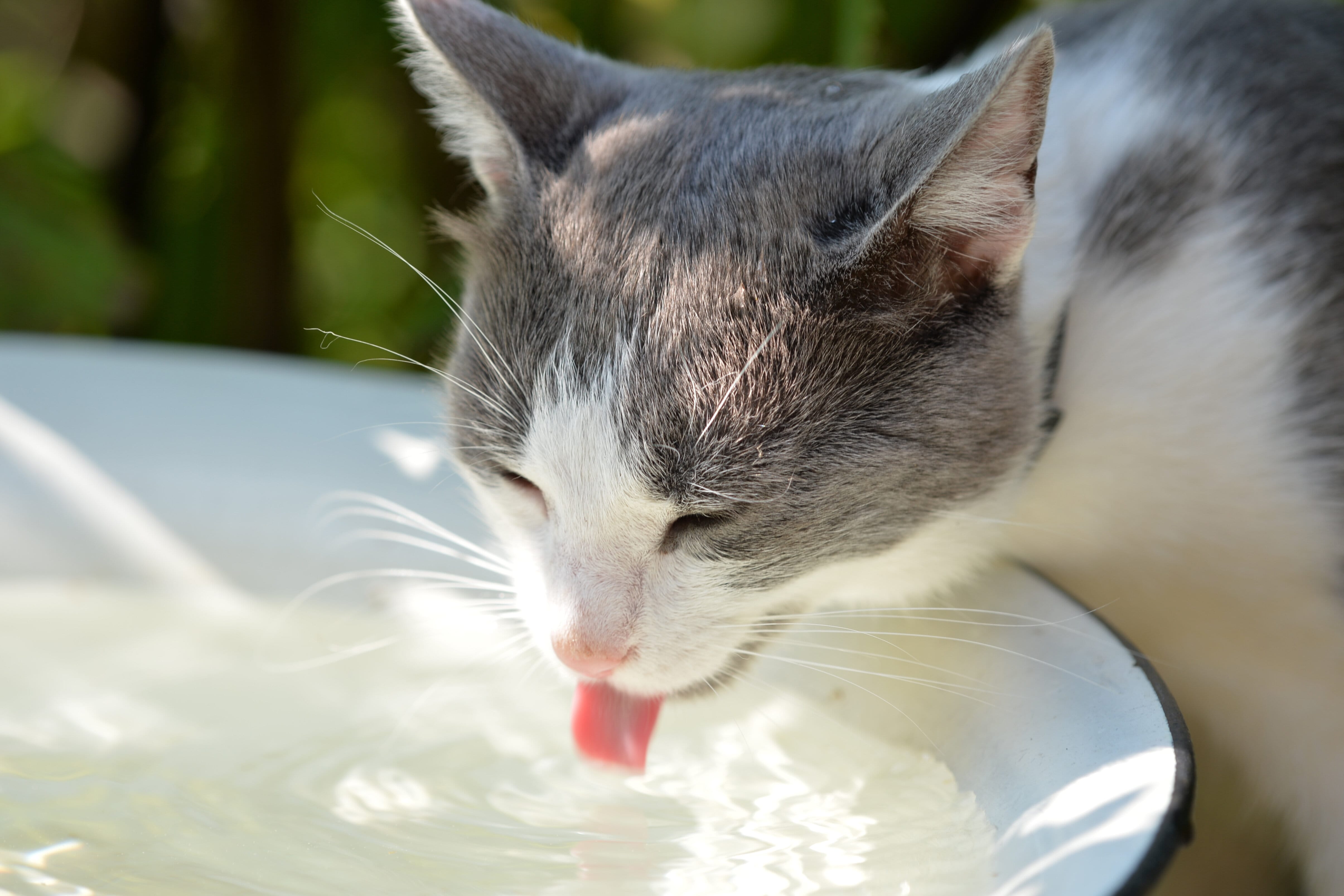 Кошка пьет лапой. Кот в воде. Кошка пьет. Кошка пьет воду. Красивые кошки пьют воду.