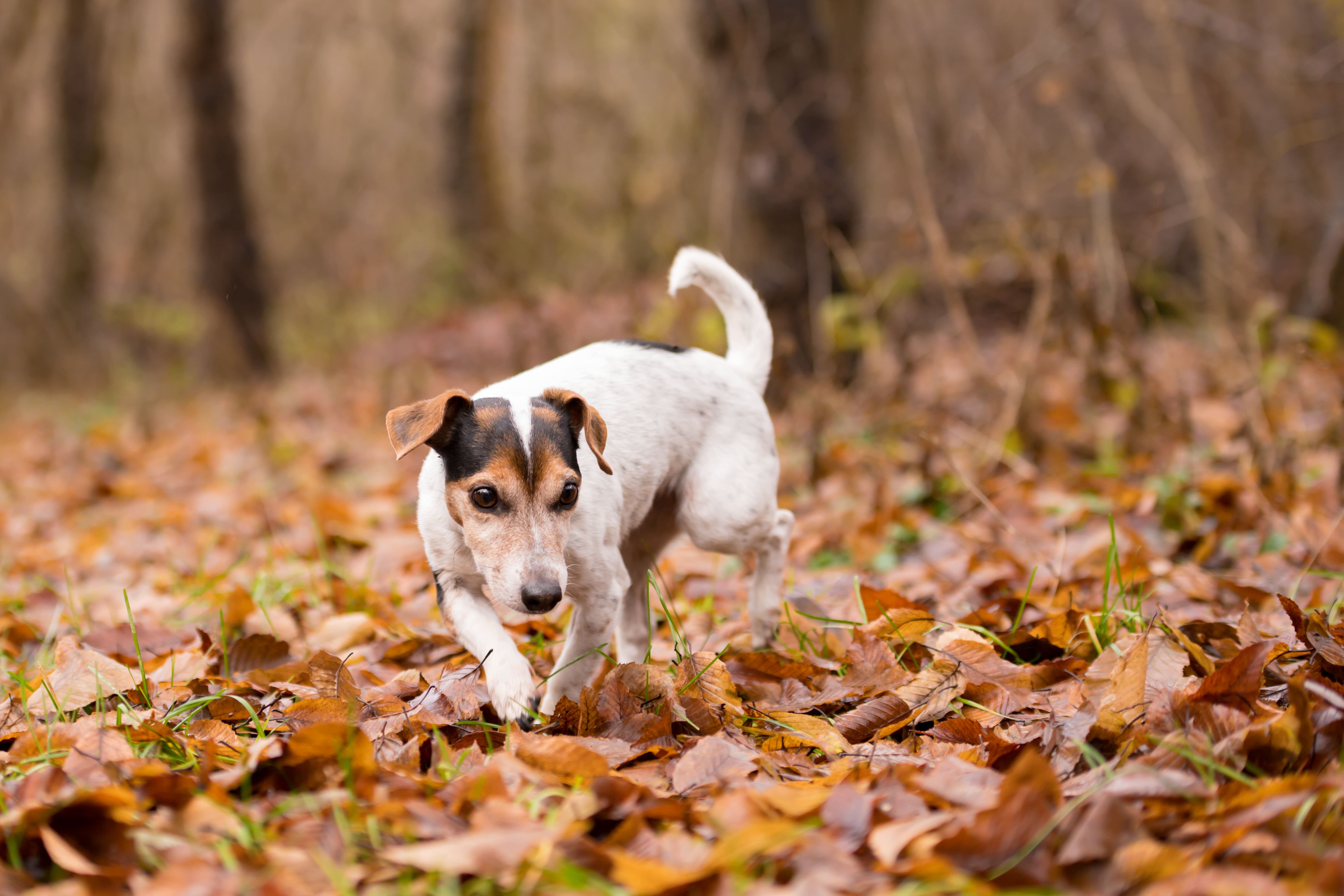 Chien Et Chat En Automne Attention A La Sante De Votre Animal