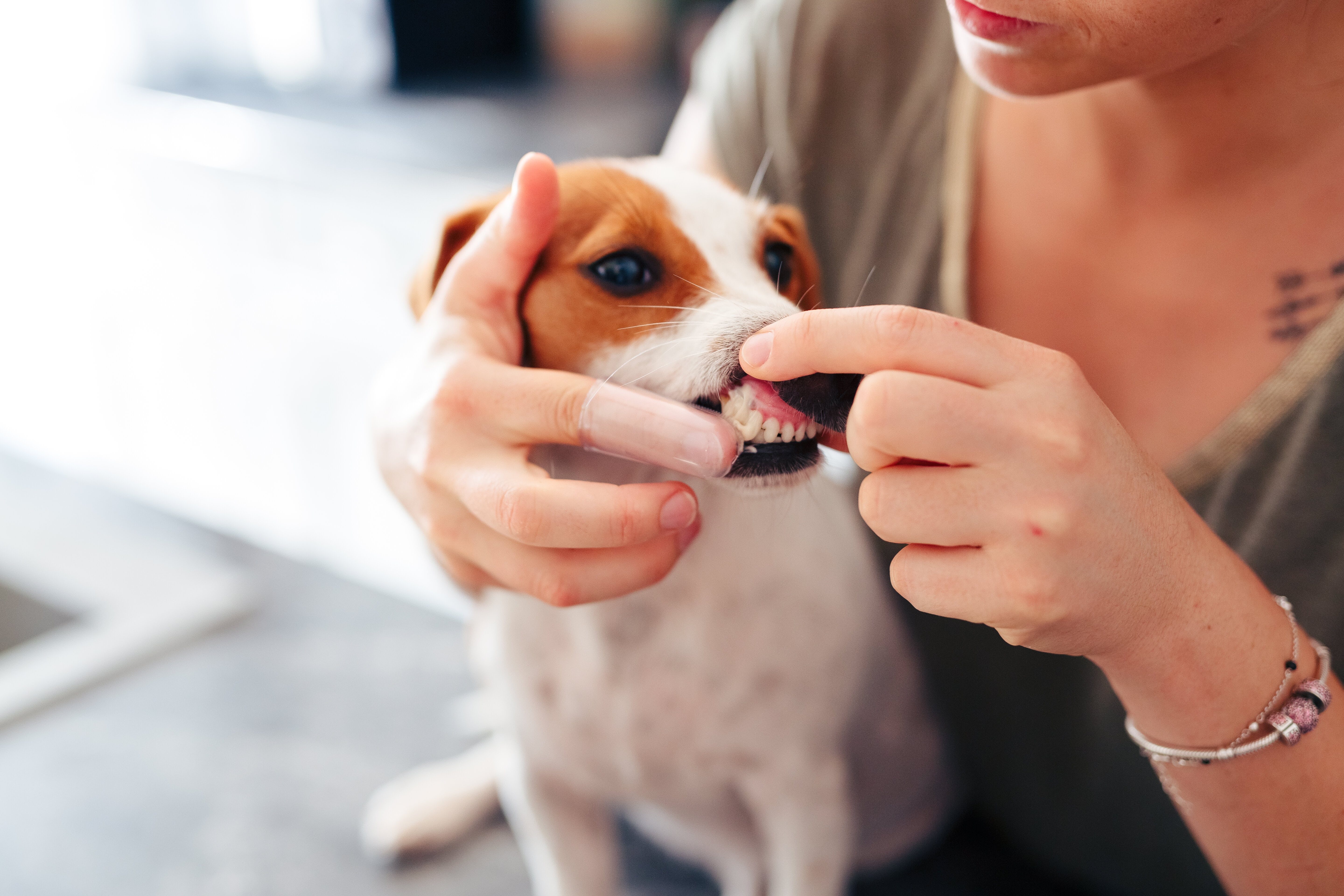 La maladie parodontale chez le chien
