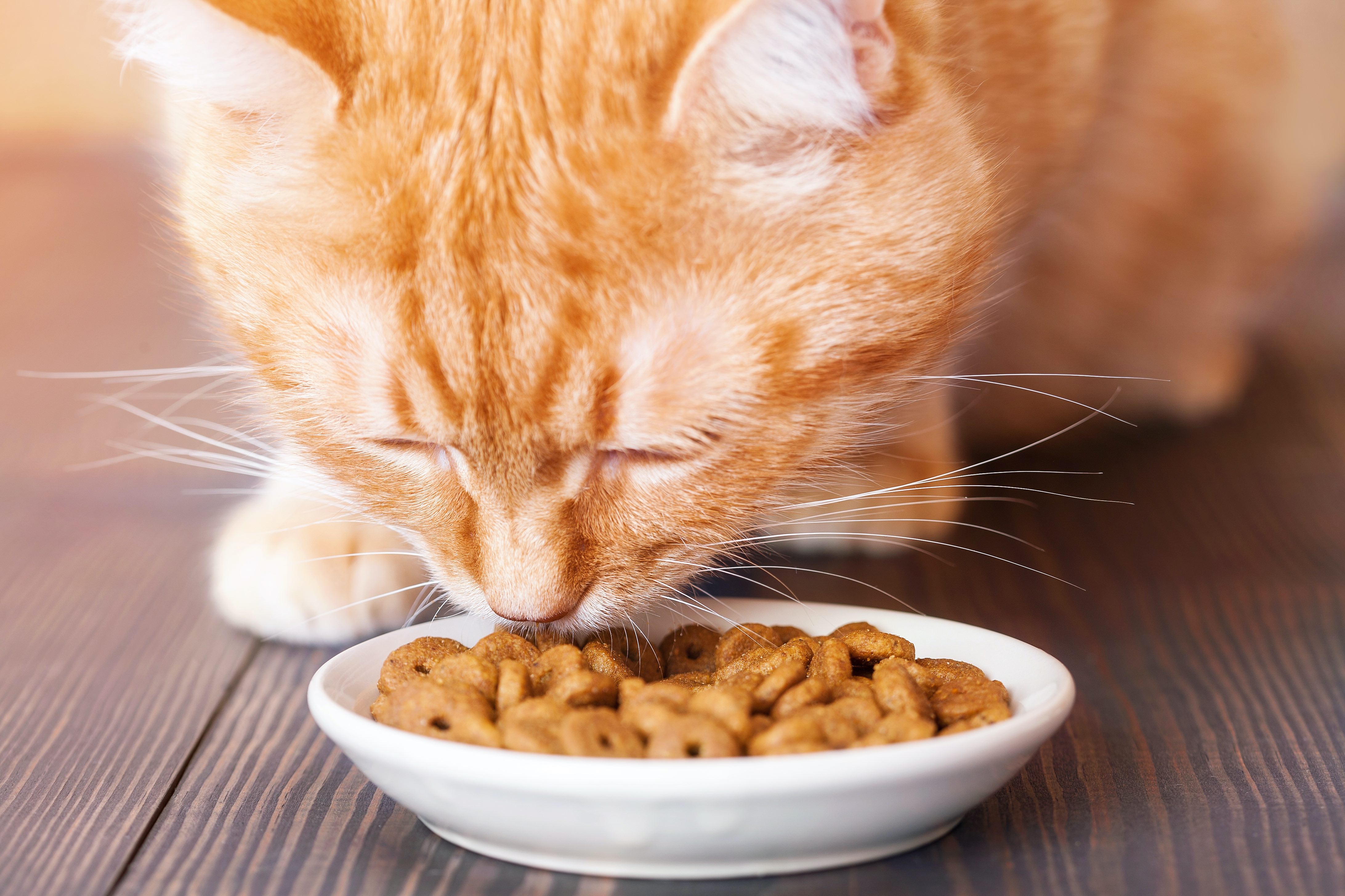Mon chat mange trop : comprendre la boulimie du chat