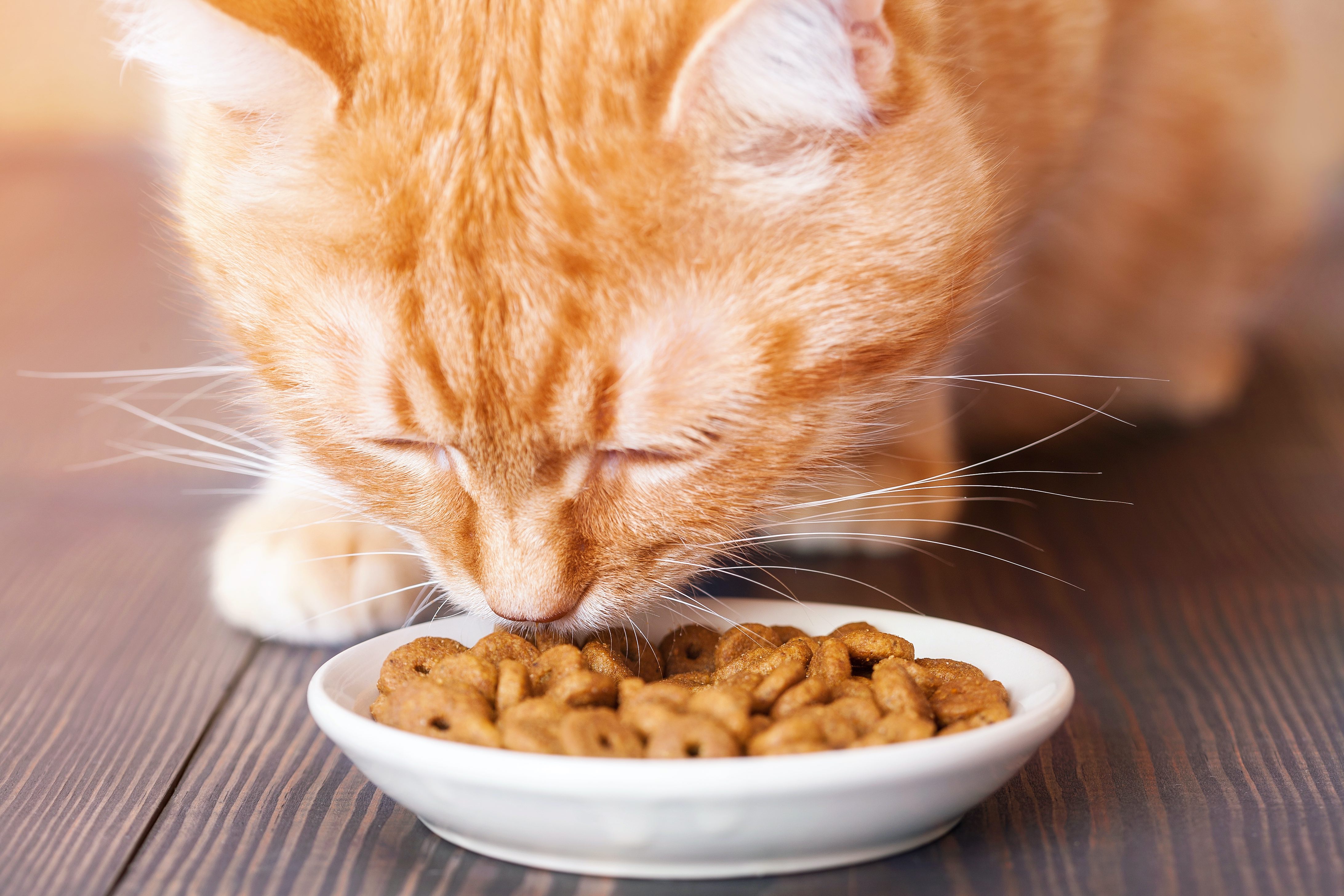 Mon chat mange trop comprendre la boulimie du chat