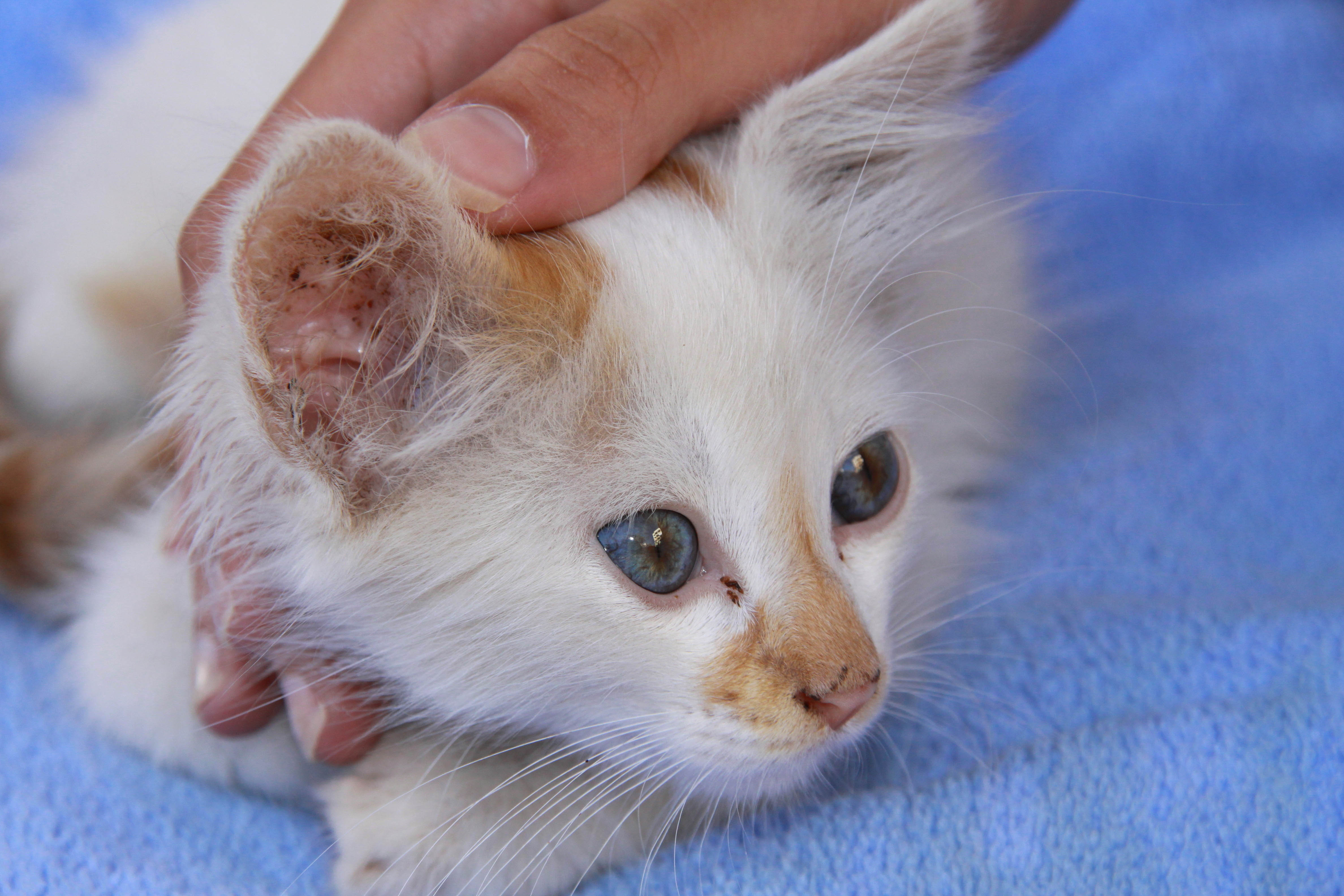 Otite Chez Le Chat Causes Symptomes Et Traitements