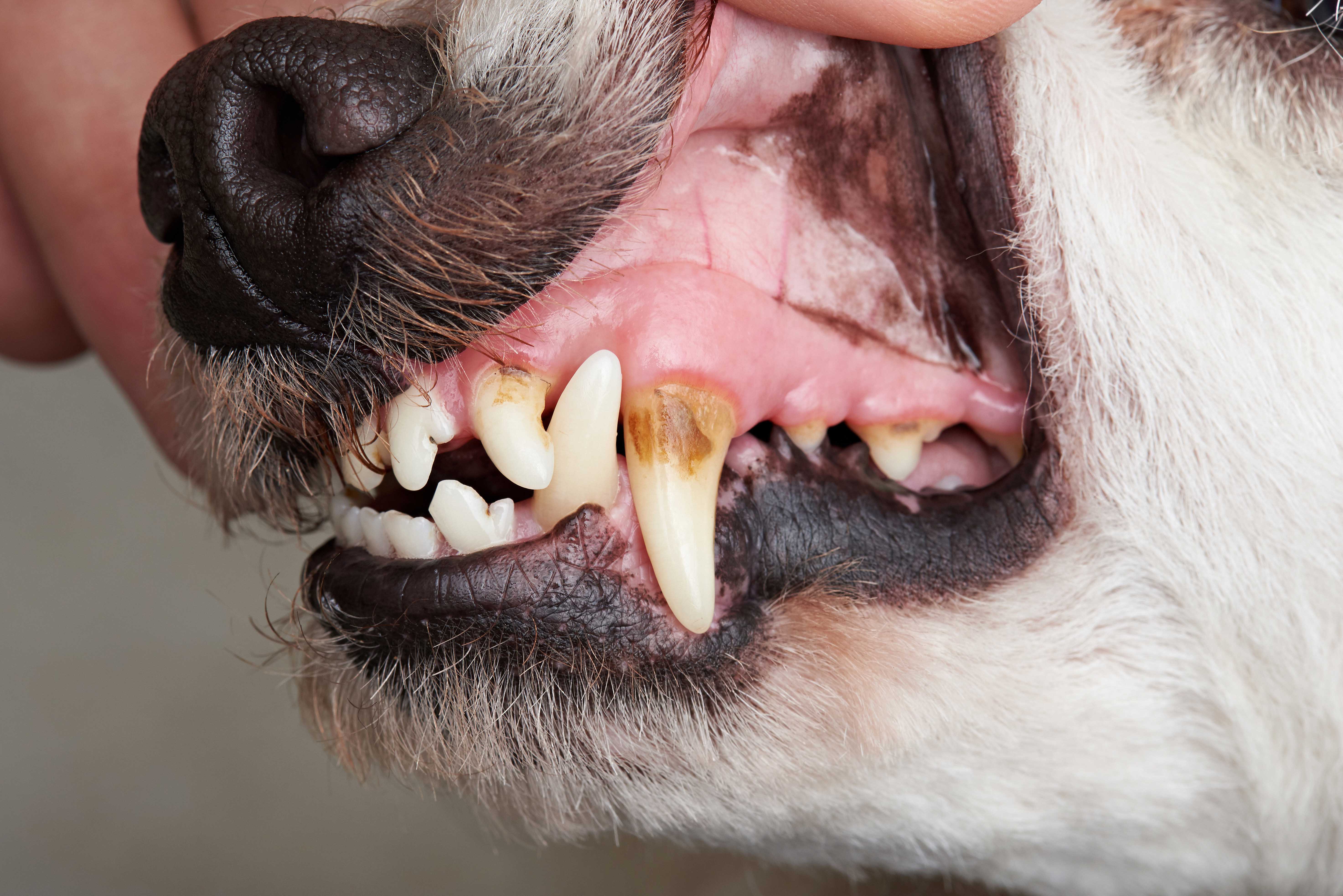 Hygiene Bucco Dentaire Des Chiens Et Des Chats Loin D Etre Anecdotique Filalapat