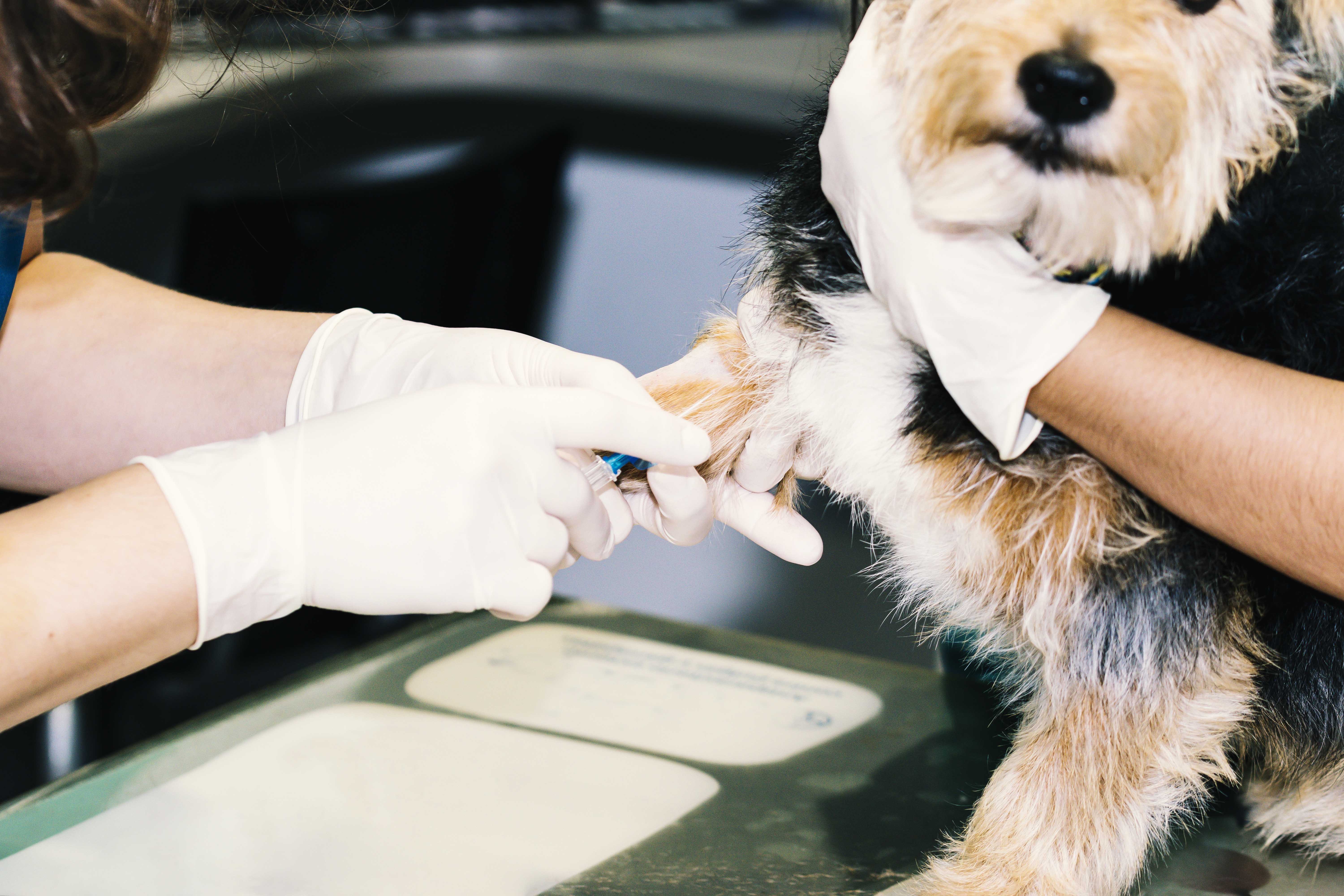 Diabete Du Chat Et Du Chien Sympomes Traitement Insuline