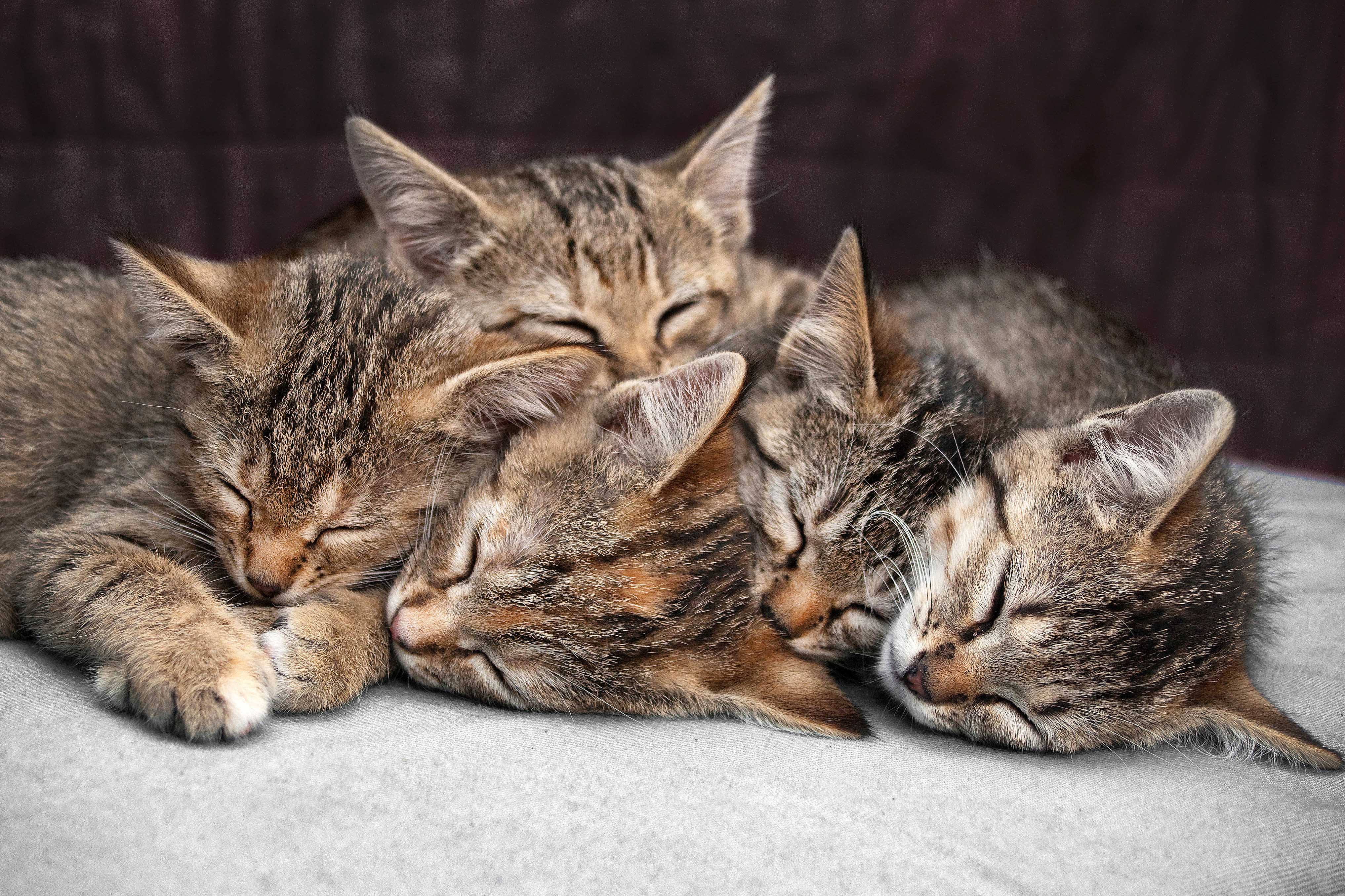 Peritonite Infectieuse Chez Le Chat Pif Informations