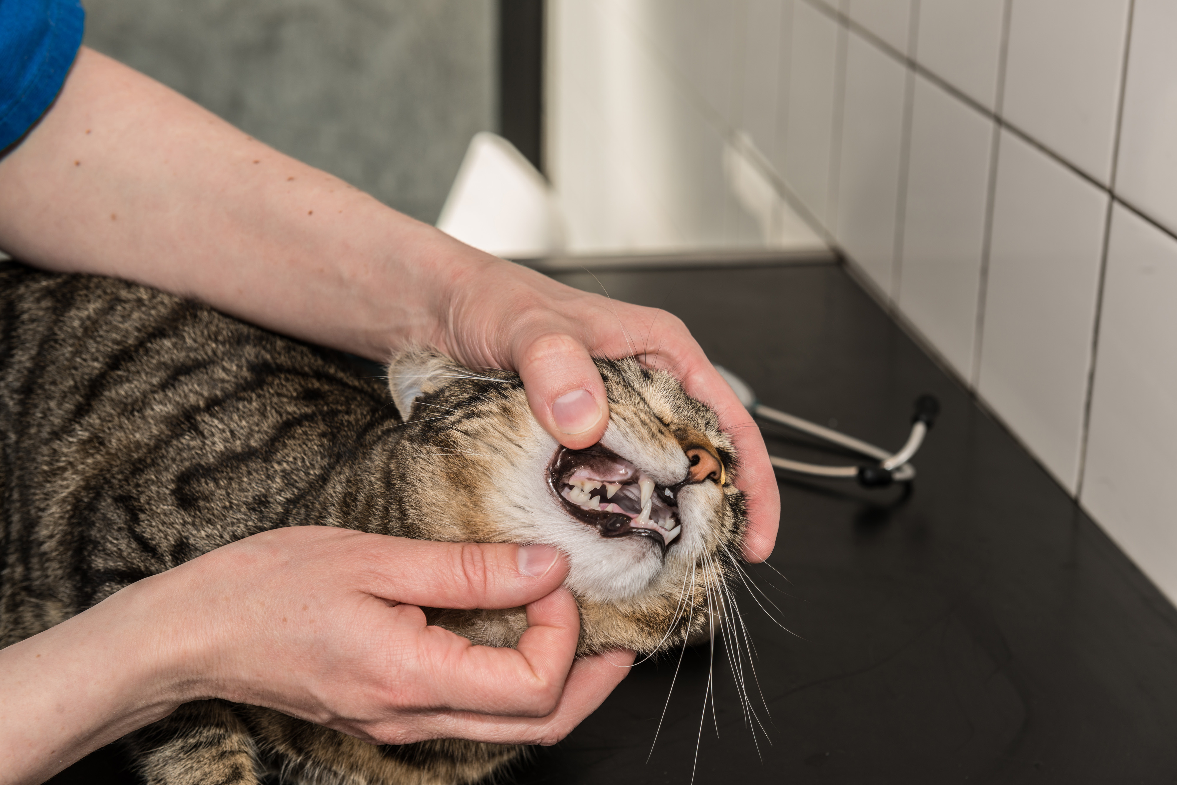 Gingivite une maladie fréquente chez le chat