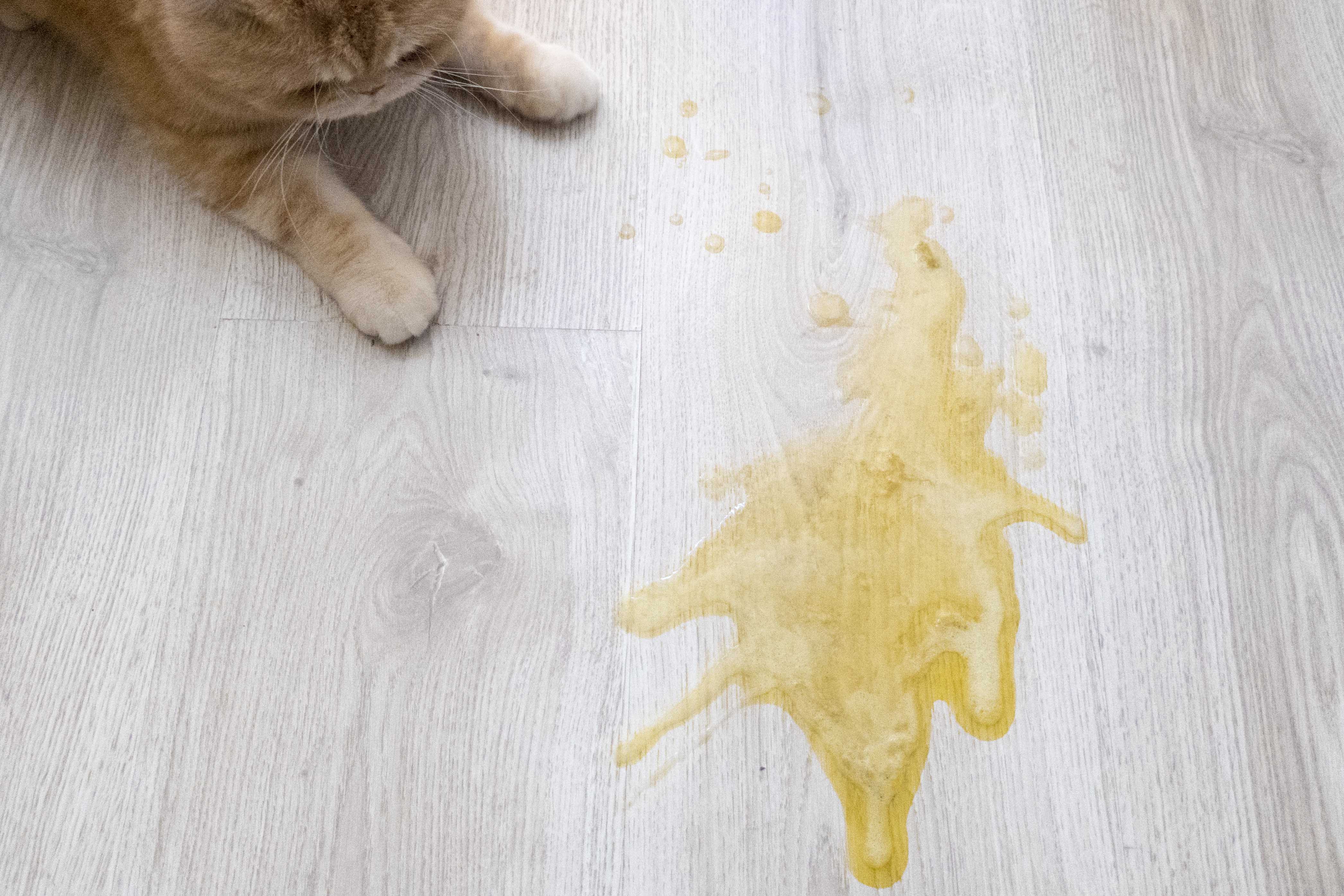 Почему рыгаешь пеной. Кот рыгнул желтой жидкостью. Кошку стошнило желтой жидкостью. Кошку вытошнило желтым.