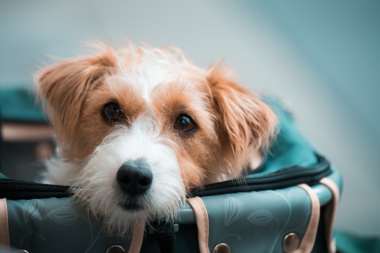 Cession Comment Donner Un Animal De Maniere Responsable