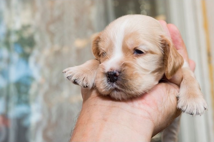 Ou Acheter Son Chien Ou Son Chat Ou Acheter Son Chien Ou Son Chat