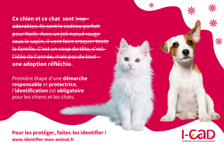 Adoption Responsable Noel N Est Pas Fait Pour Ca