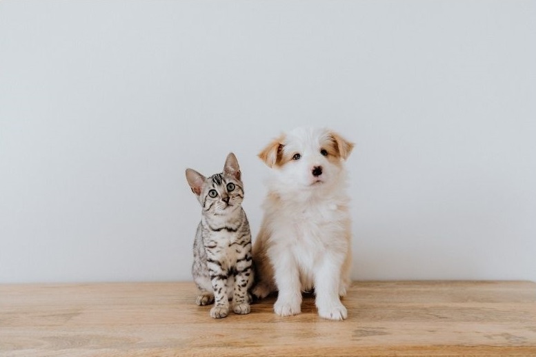 Identification du chien et du chat