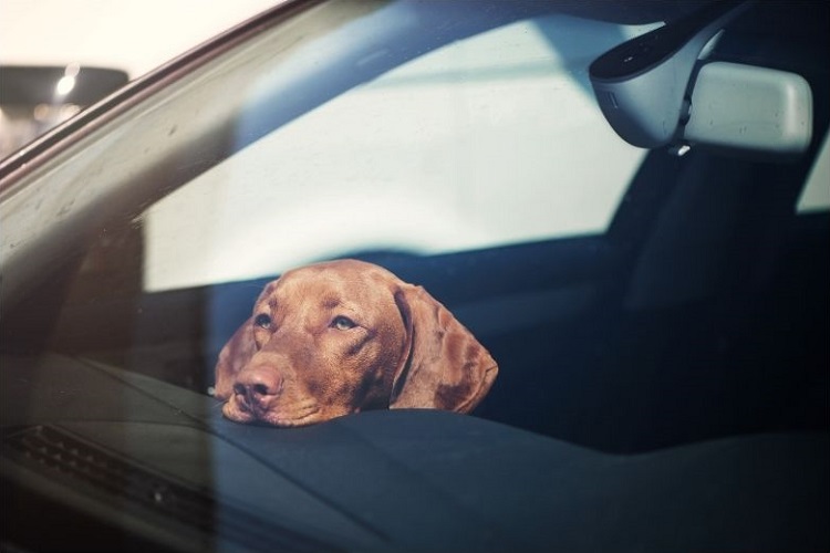 Chien enfermé dans une voiture