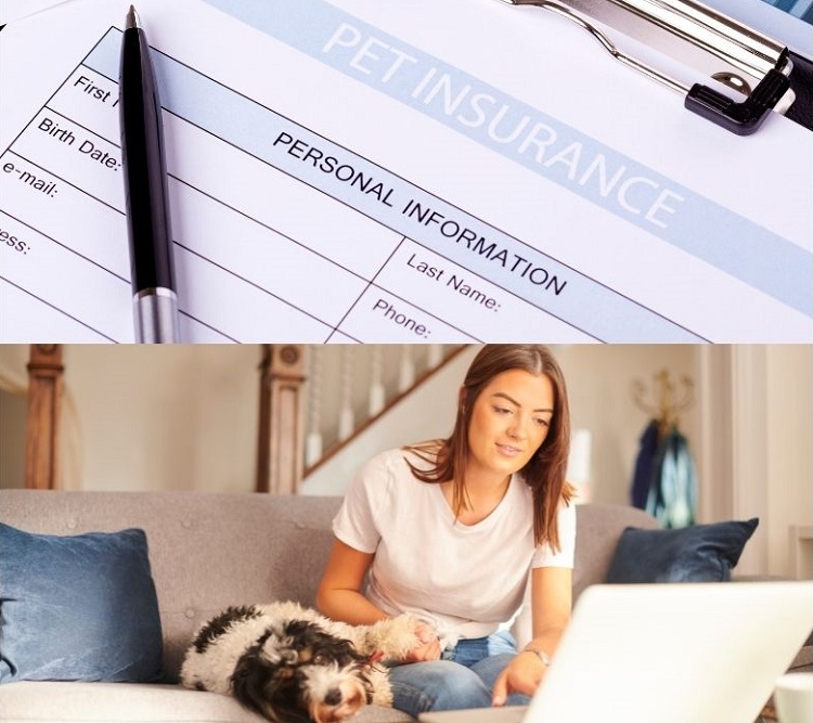 Choix assurance maladie pour son animal