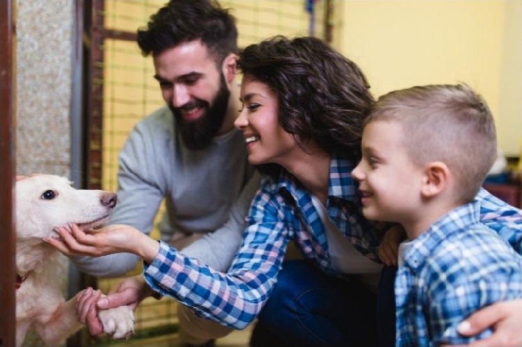 Adoption d'un animal via une petite annonce
