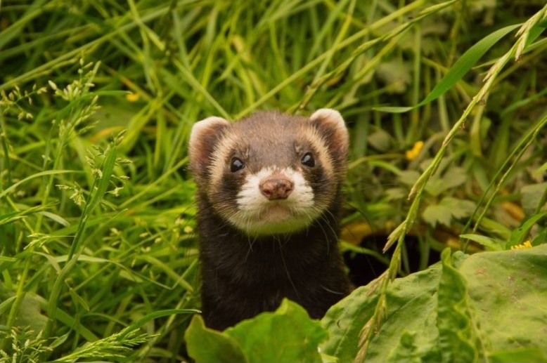 Identification du furet