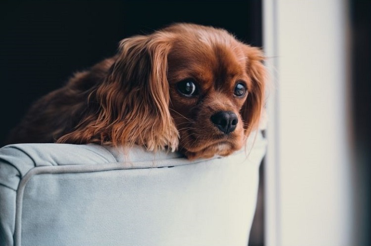 chien anxieux maison