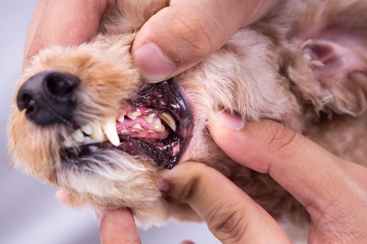 Maladie parodontale chien