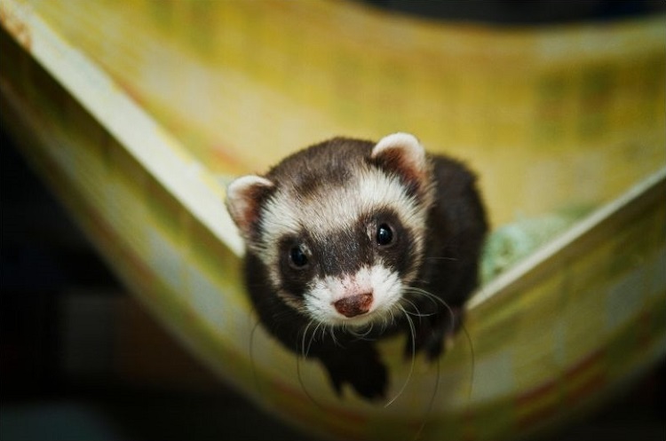 Anorexie furet