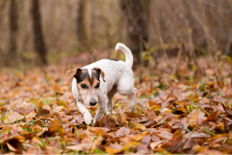 Vigilance chien chat automne