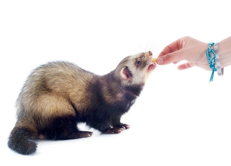 Connaître le régime alimentaire du furet