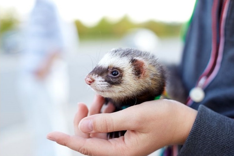 Poids du furet