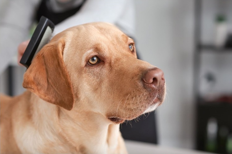 Hygiène et soins chien chat