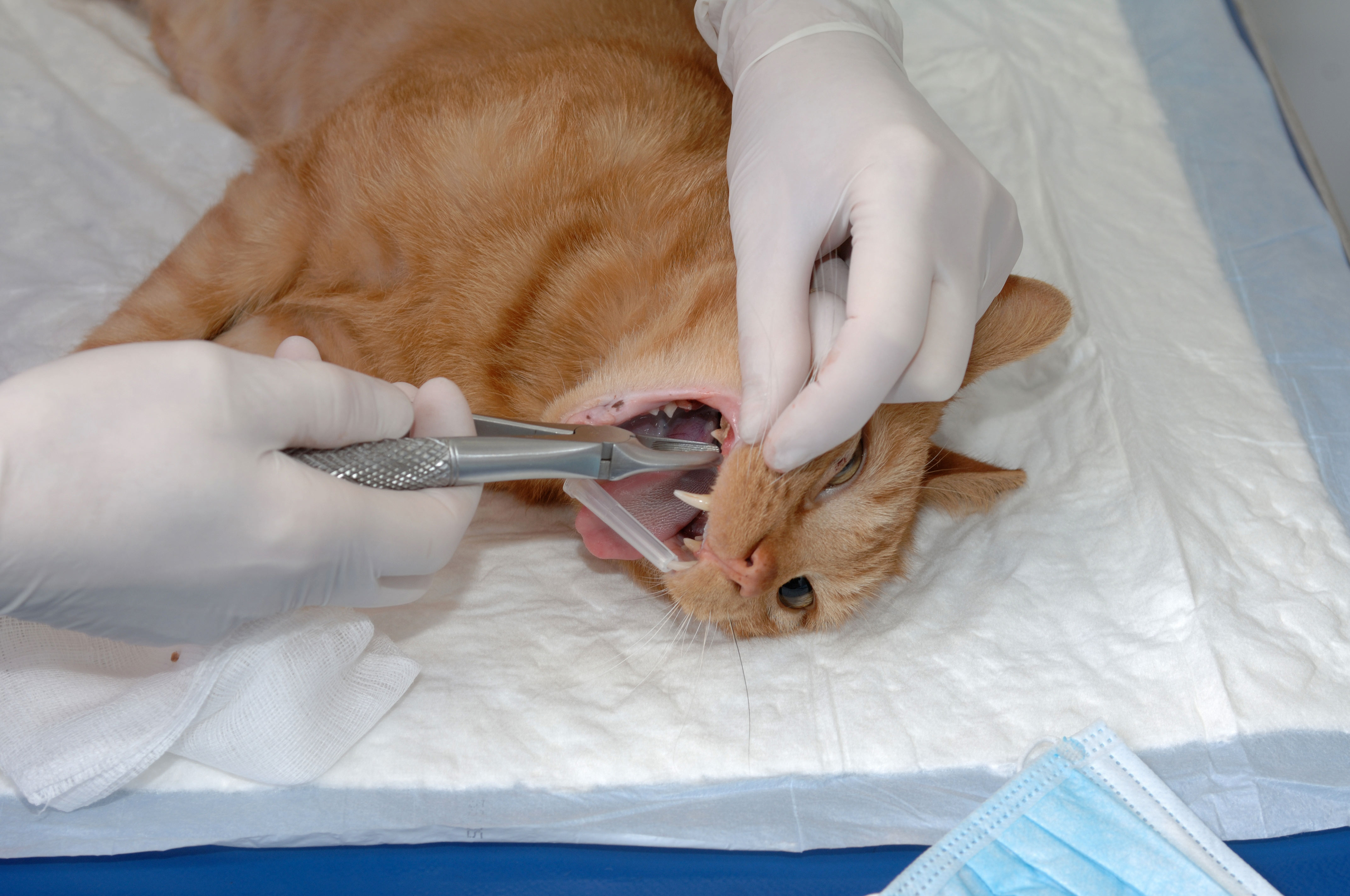 Le détartrage des dents chez le chat une nécessité pour la bonne santé de votre animal