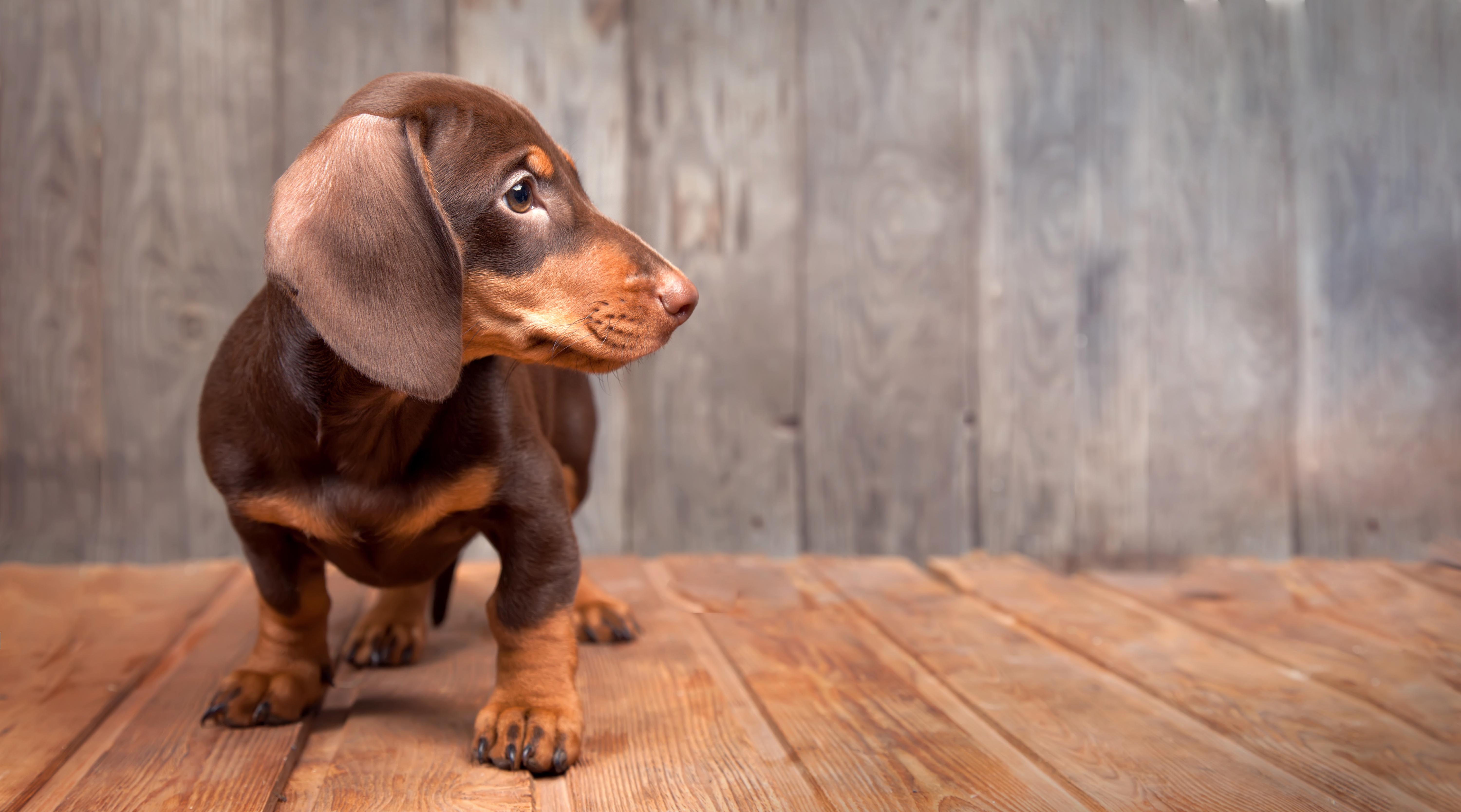 cellulite juvenile chien