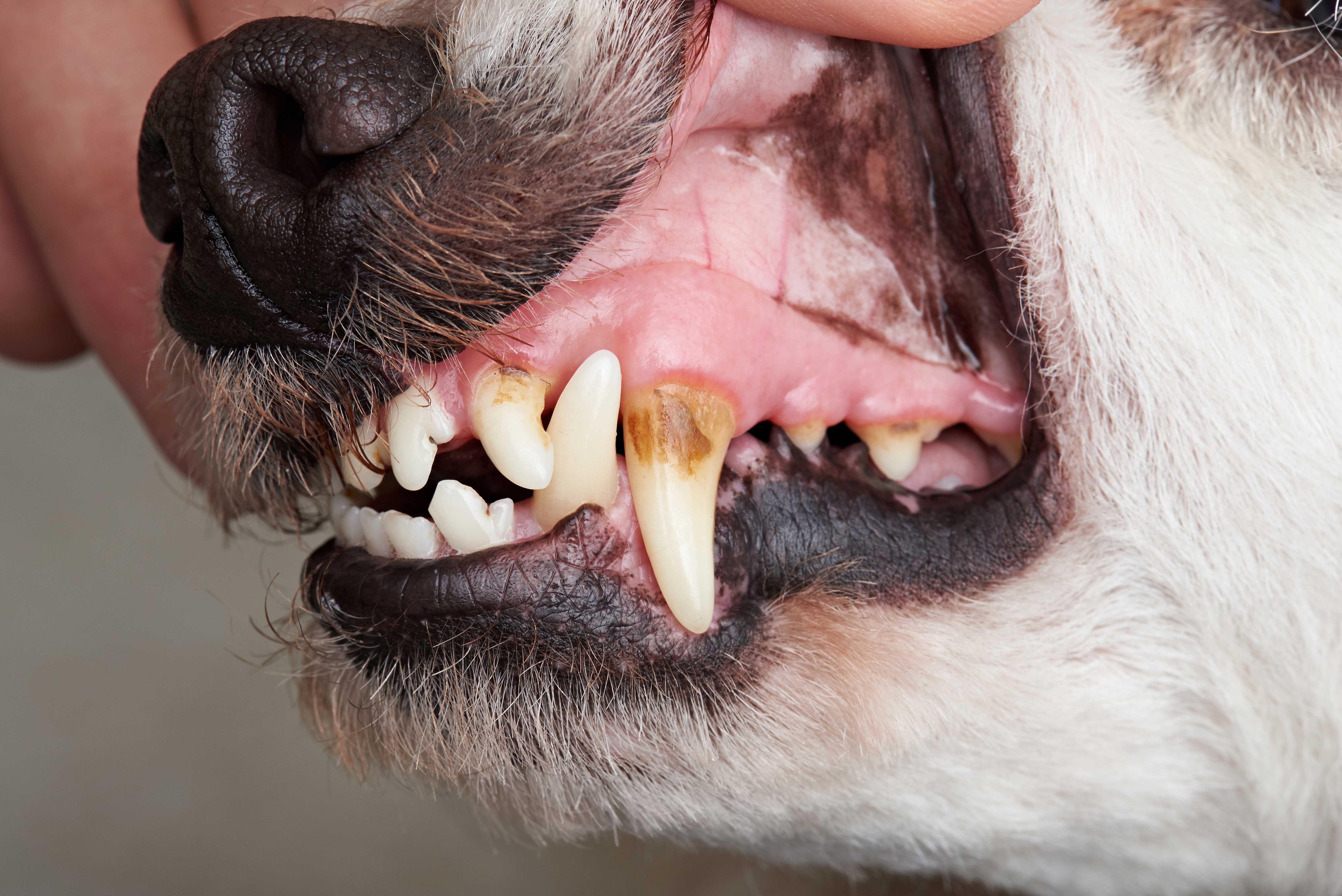 Hygiene bucco-dentaire chiens et chats