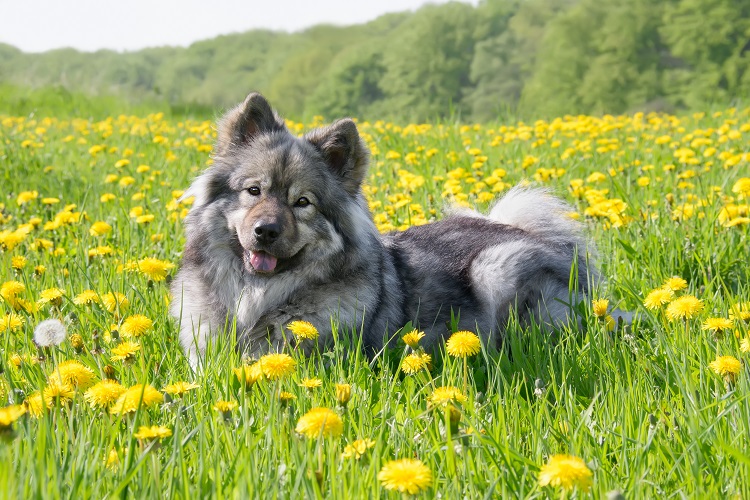 chien chat printemps