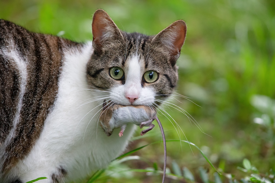 Le Chat Un Danger Pour La Faune Sauvage Filalapat