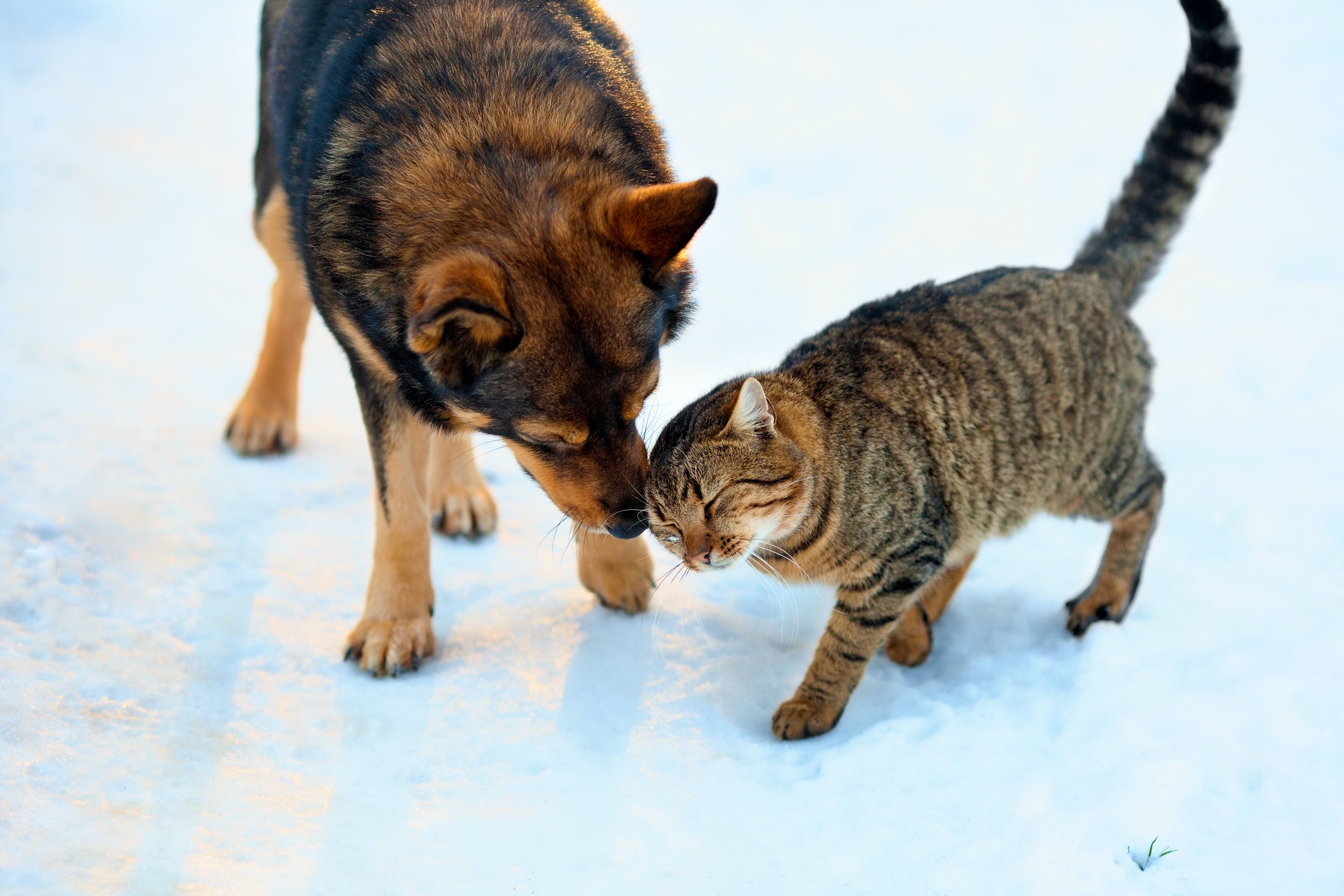 chien chat froid