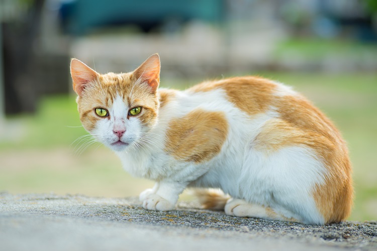 maladie addison chat affection glandes surrénales