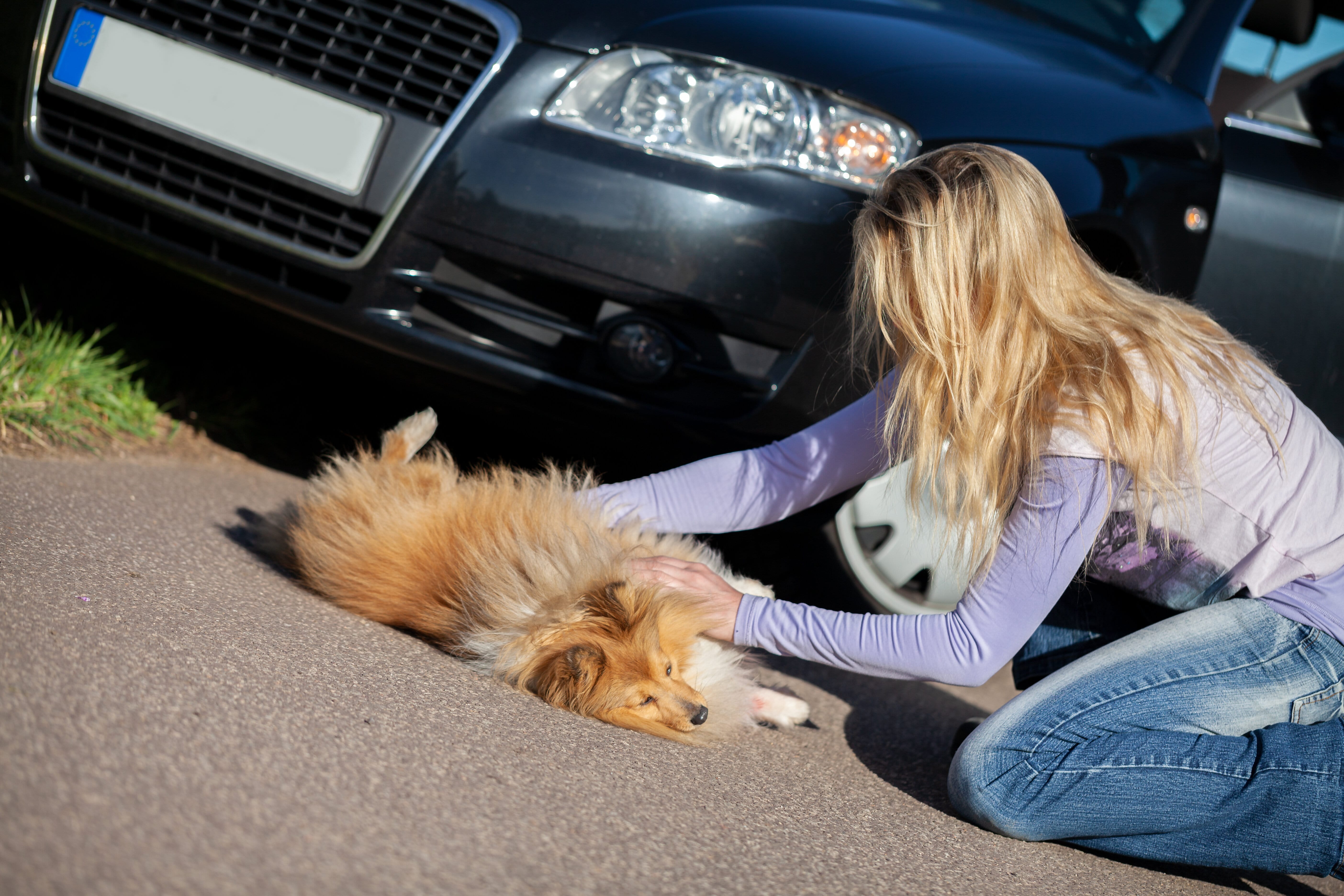 animal gestes urgence