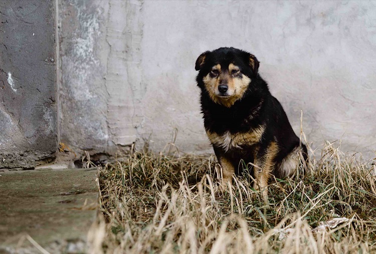 Animal trouvé chien