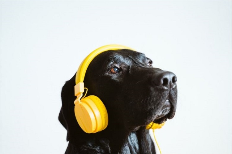 Chien qui écoute de la musique