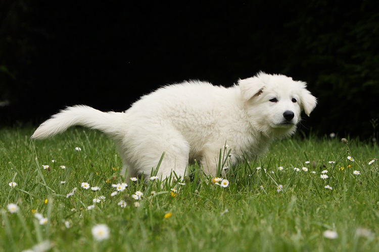 Excrément chien mange raison