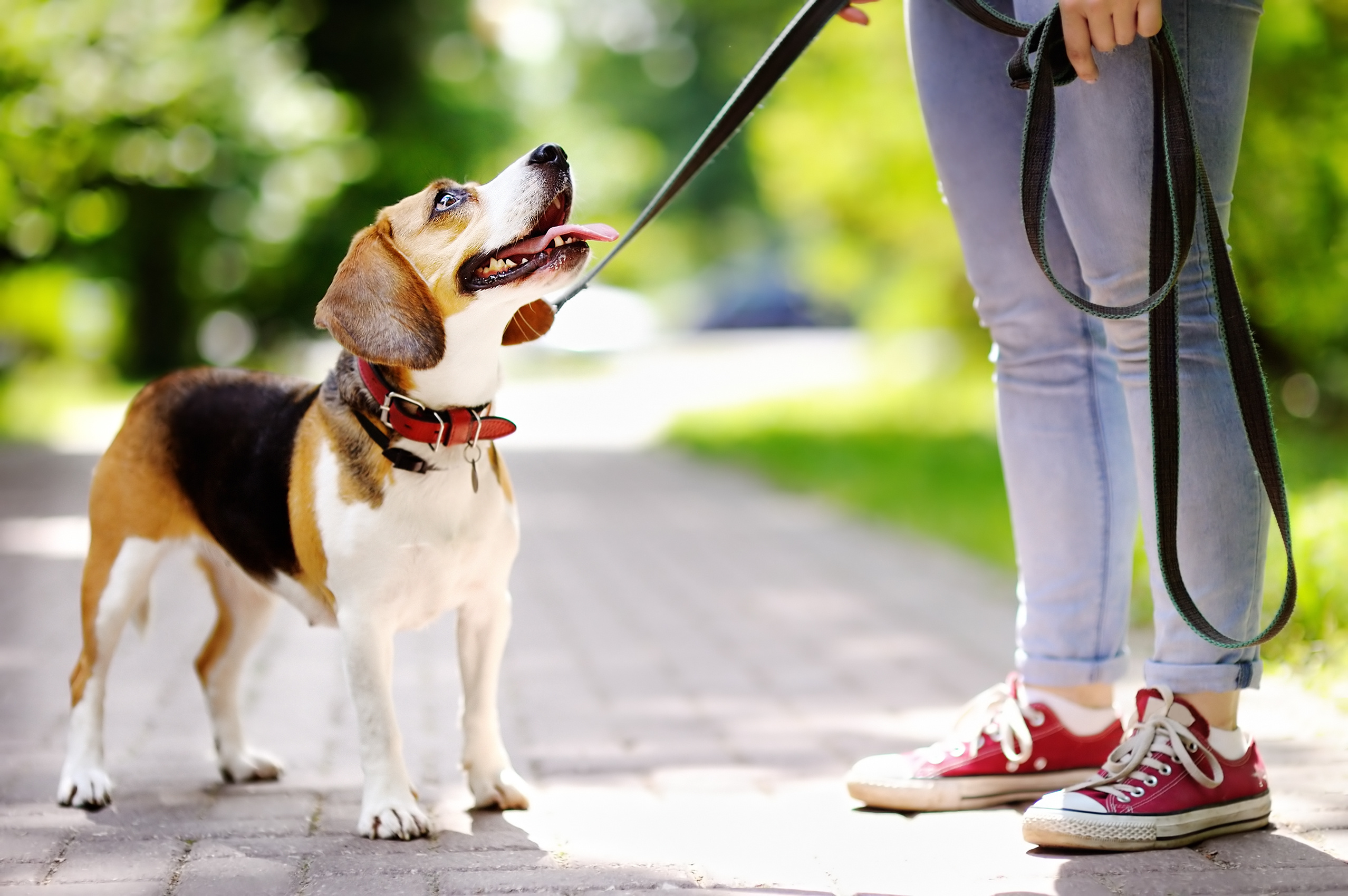 Loi et obligation de tenir son chien  en  laisse tout savoir